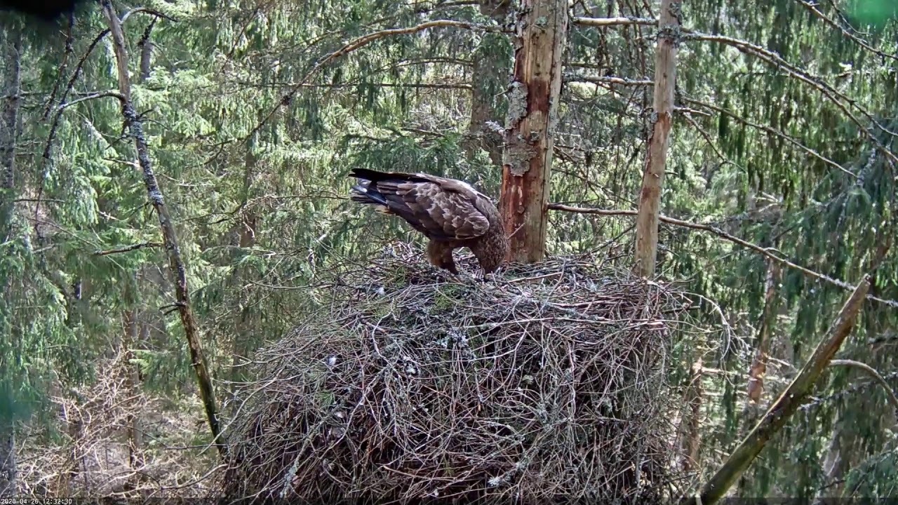 Suur konnakotkas  Clanga clanga   Greater Spotted Eagle  Tonn brings frog 2020 04 26
