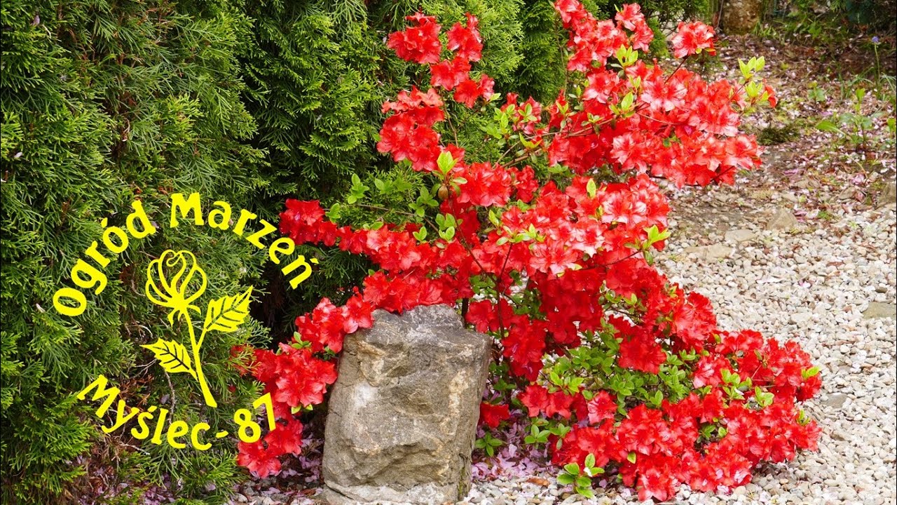Czas rozpocząć nawożenie azali i rododendronów. Czym i jak?
