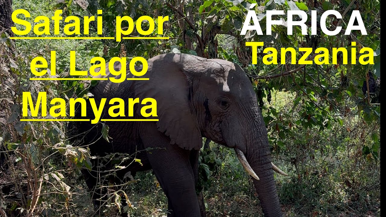 Safari por el Parque Nacional del Lago Manyara -agosto 2024 (Tanzania-África).
