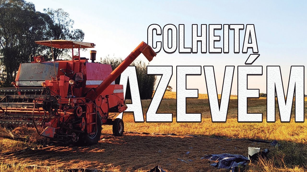 COLHEITA DE AZEVÉM - MF 310