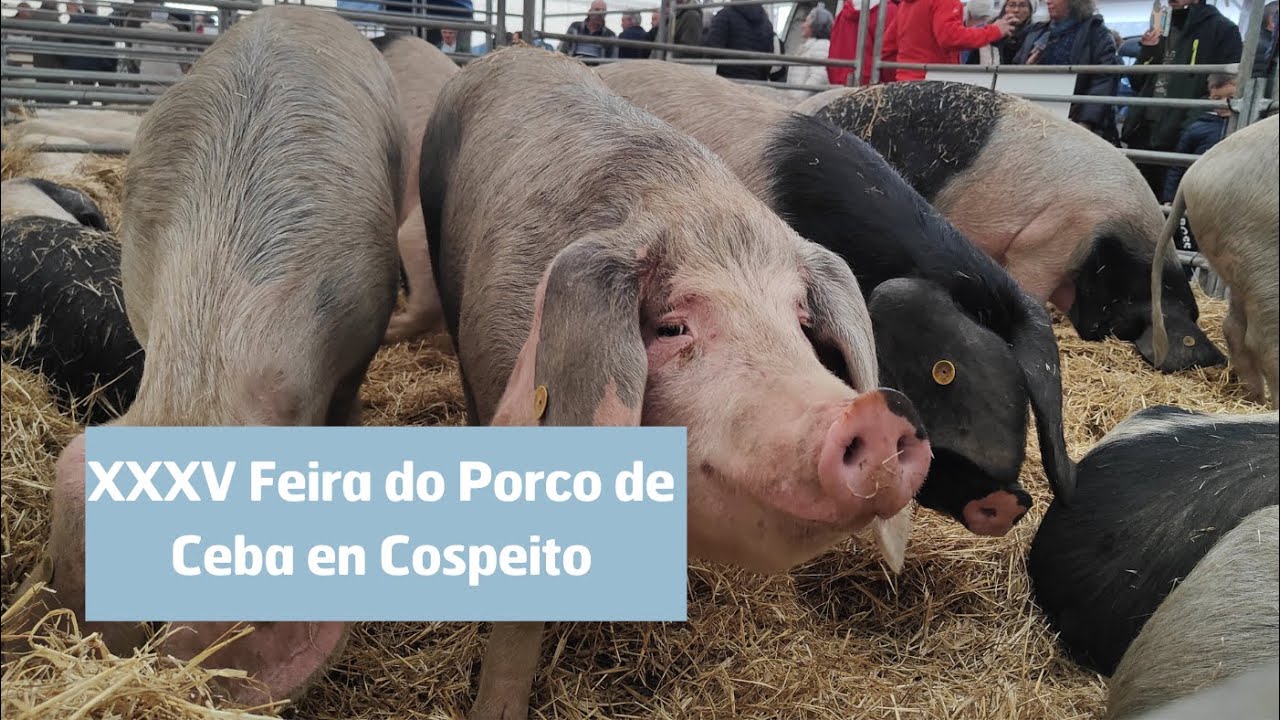 XXXV Feira do Porco da ceba de Cospeito
