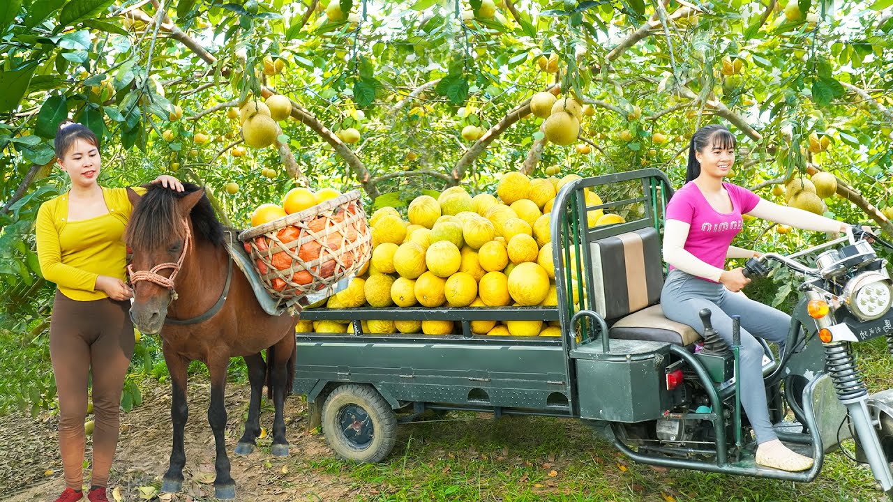 Harvesting a Full 3-Wheeled Truck Of Grapefruit Goes To The Countryside Market Sell - Farm Life