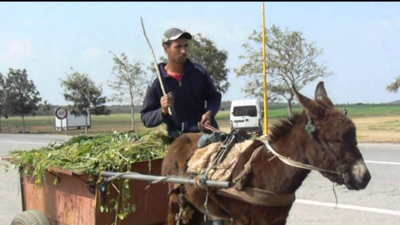 Pharrell Williams - Happy WE ARE FROM MOROCCO - TIFLET