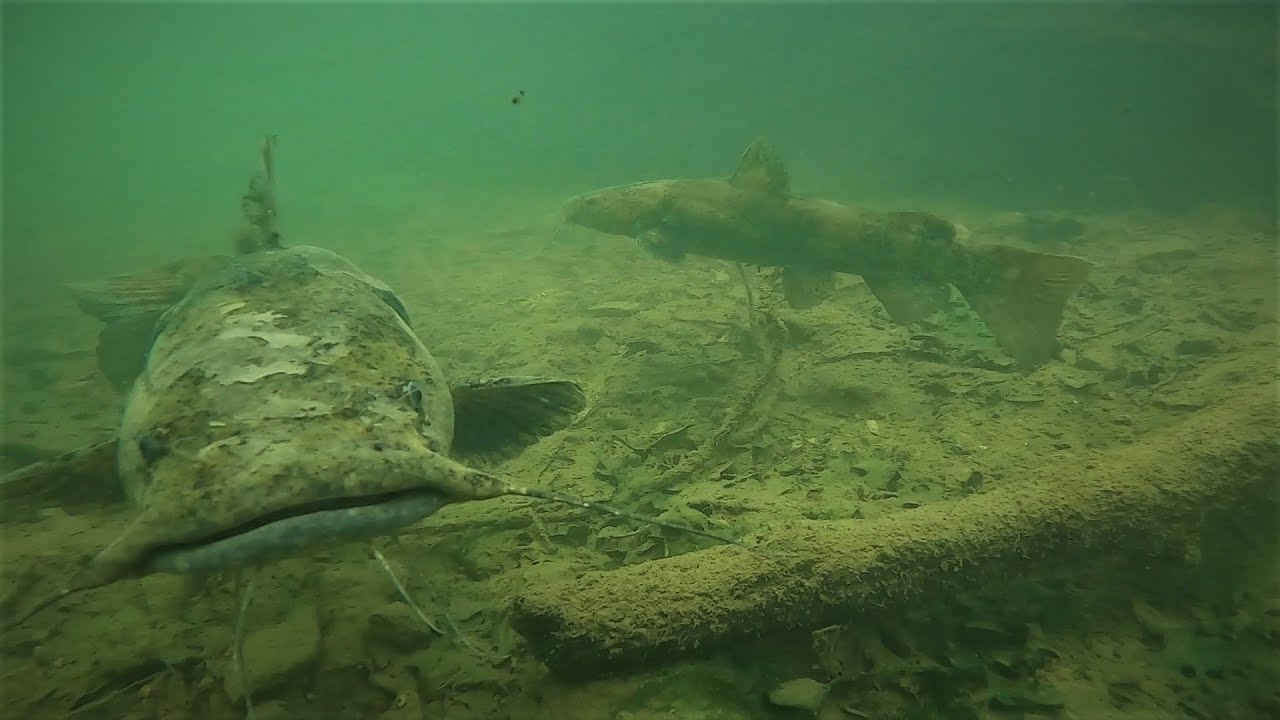 Scuba Diving, Recovering Anchors and seeing A LOT of fish in clear water: Beaver Lake, Arkansas