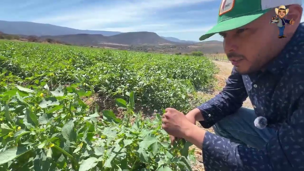 La Planta De Tomate De Hoja En El Sur De Zacatecas 