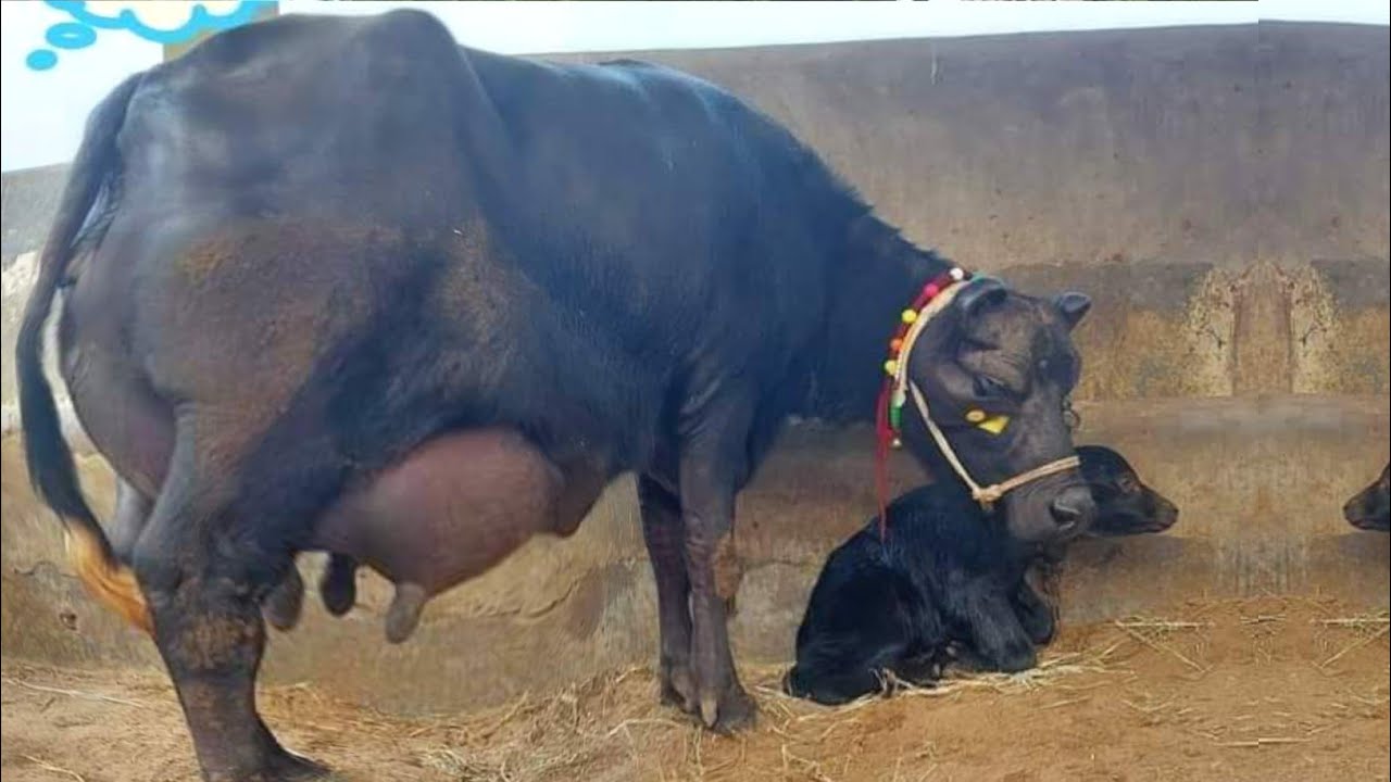 High Milking Sindhi Buffalo Dairy Farm of Sardar Malik Asad Sikandar Sb