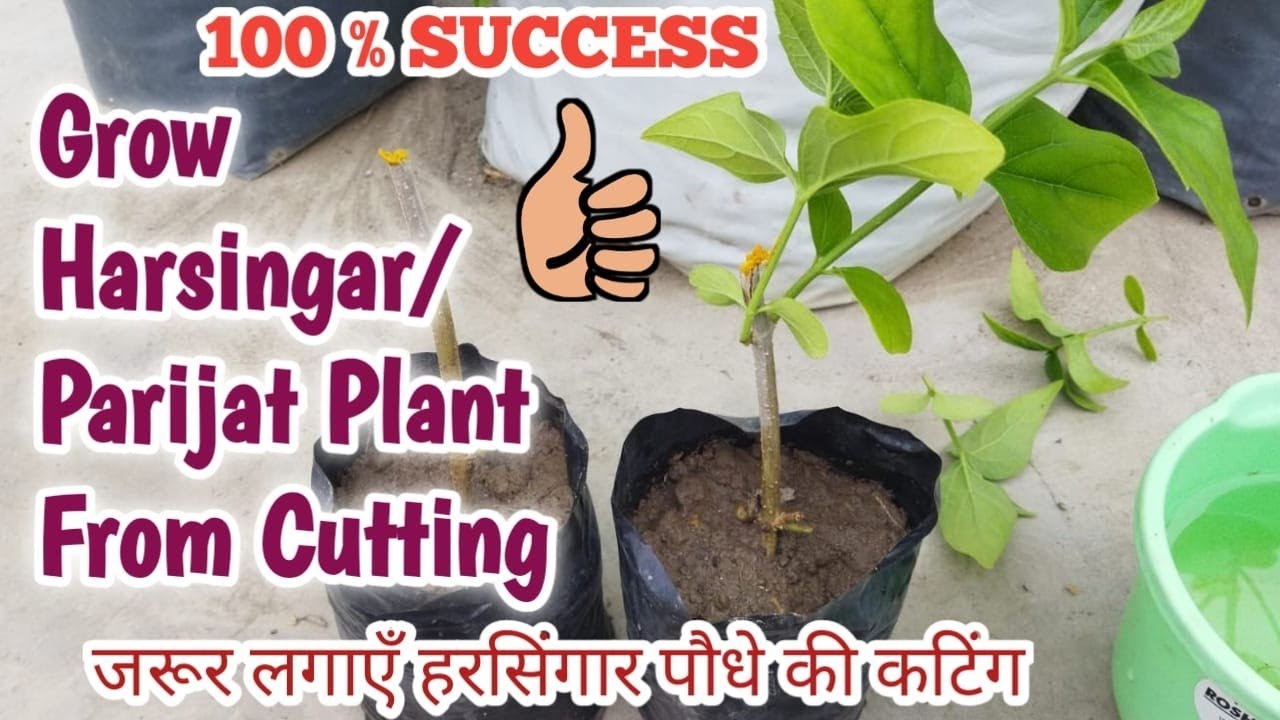 हरसिंगार के पौधे को कटिंग से कैसे लगाएं || How to Grow Harsingar / Parijat Plant from Cutting