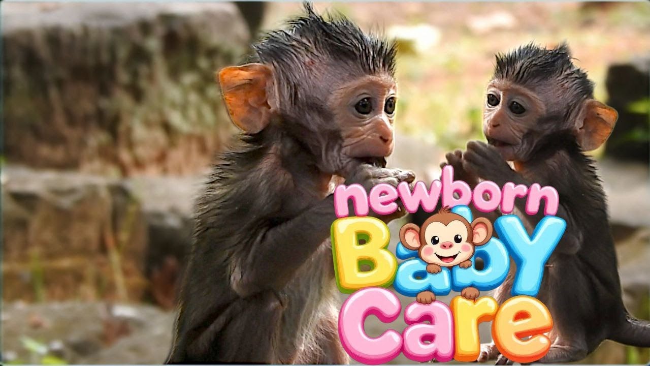 Soft and Loving Care for a Newborn Baby Monkey