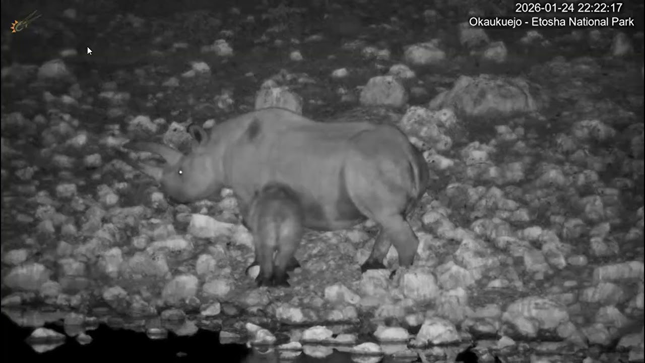 Black Rhino- Pincer Mom- with calf. Okaukuejo Waterhole
