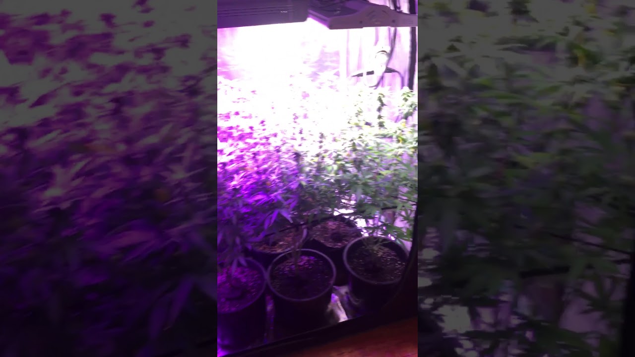 Chemdog 2 months in flower