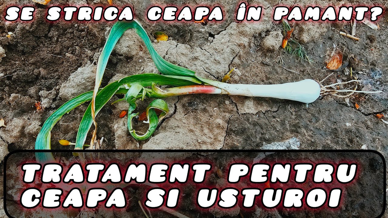 De ce se usucă ceapa și usturoiul în pământ și ce tratamente facem