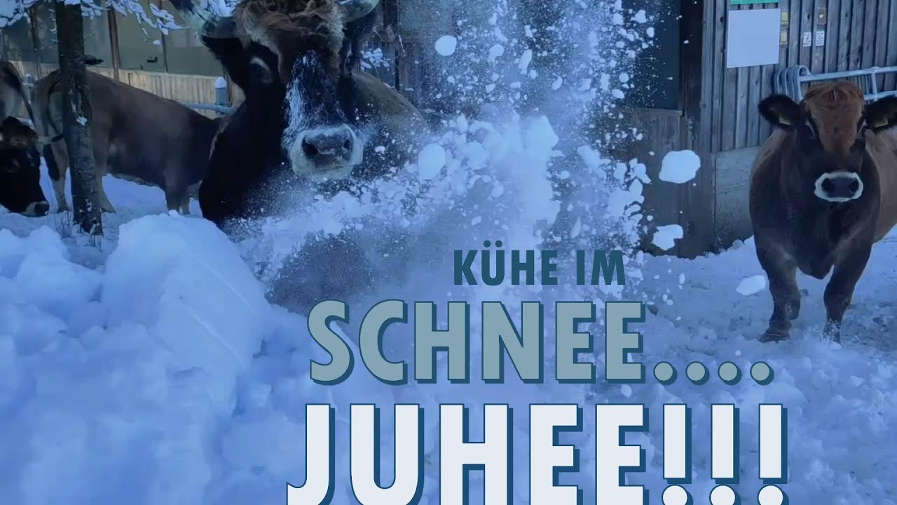 Kühe im Schnee... Juhee!!! / Kühe am austoben!