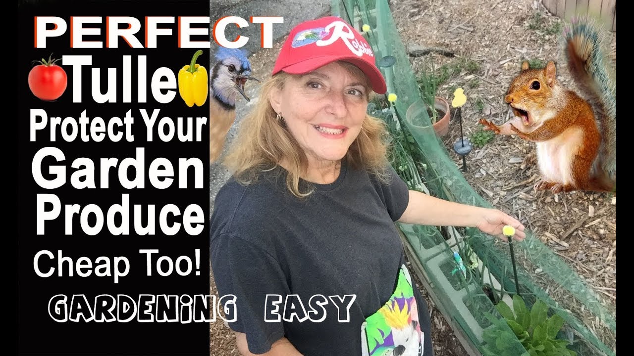 How To Protect Vegetable Garden Plants from Animals & Birds TULLE Fence Tomatoes Container Gardening