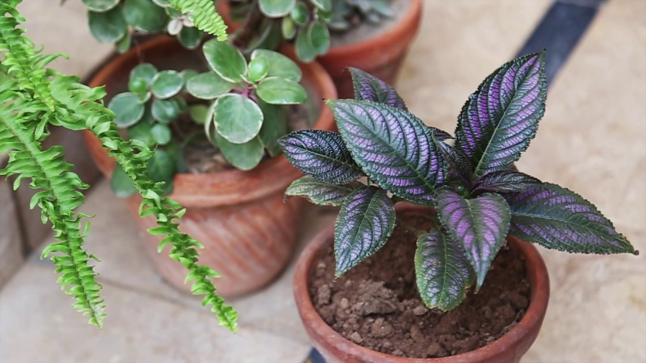 Adds Color to Shadier Areas /How to Grow and Care Persian Shield(Urdu/Hindi)