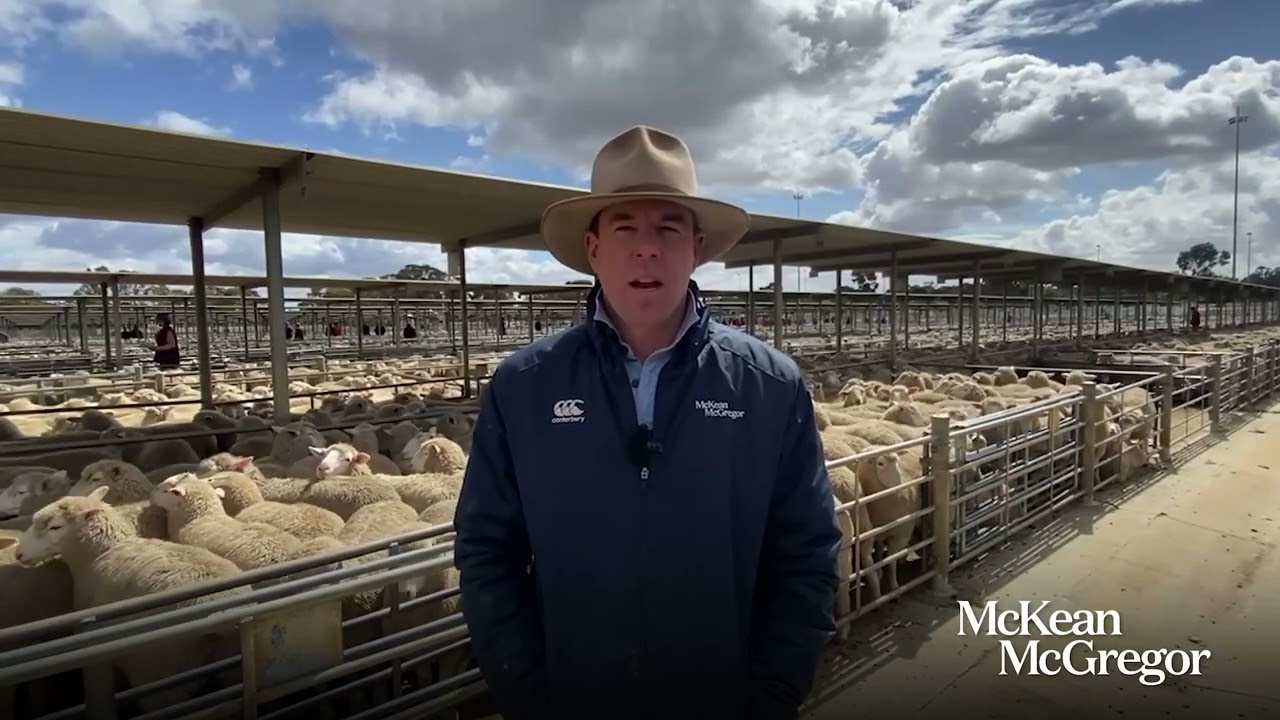 MM - Sheep & Lamb Market Report - December 1 2025