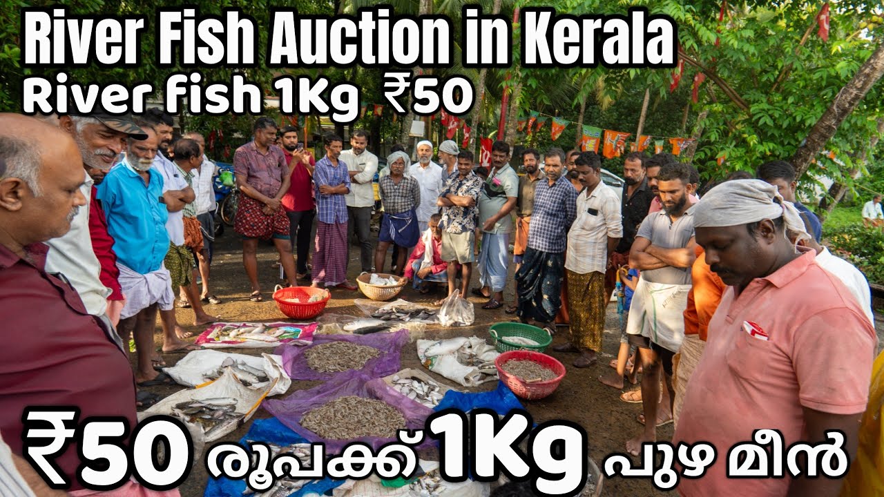 പുഴ മീൻ ലേലം | River Fish Auction in Kerala | River Fish Catching | River Fish Wholesale Market