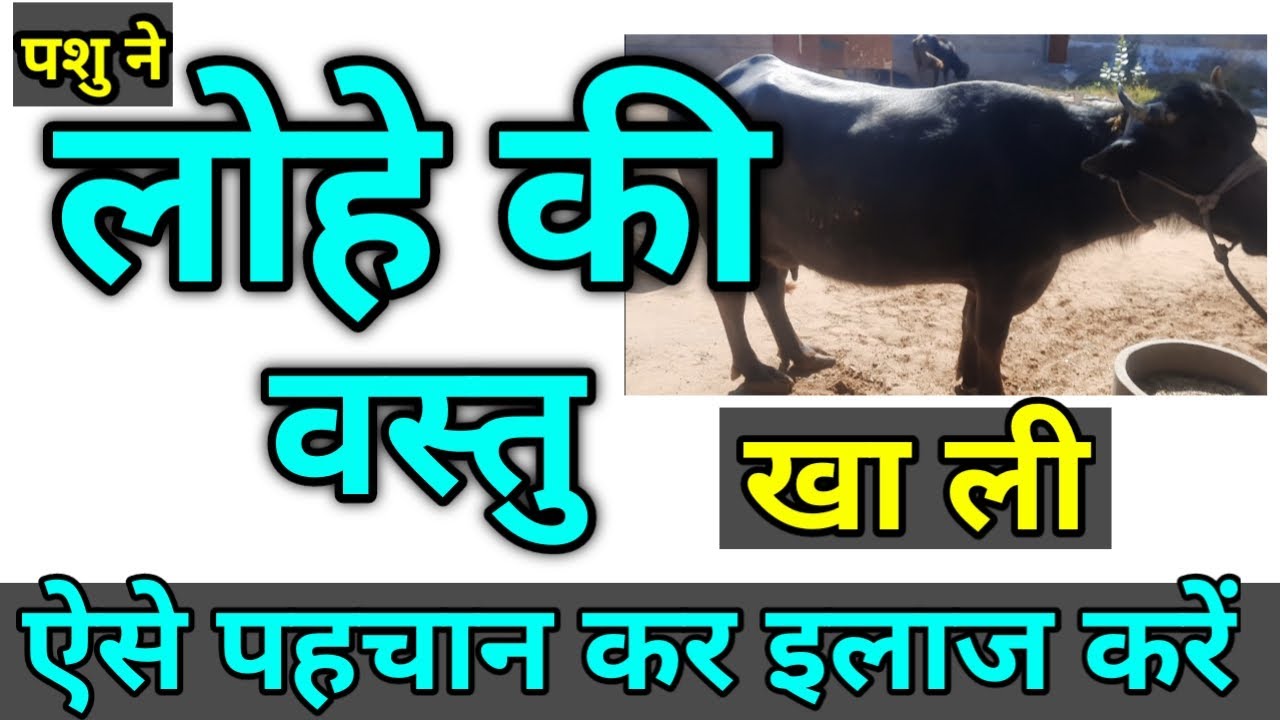 पशु ने लोहे की चीज खा ली Iron object in animal body लक्षण और इलाज Traumatic Pericarditis in cattle b
