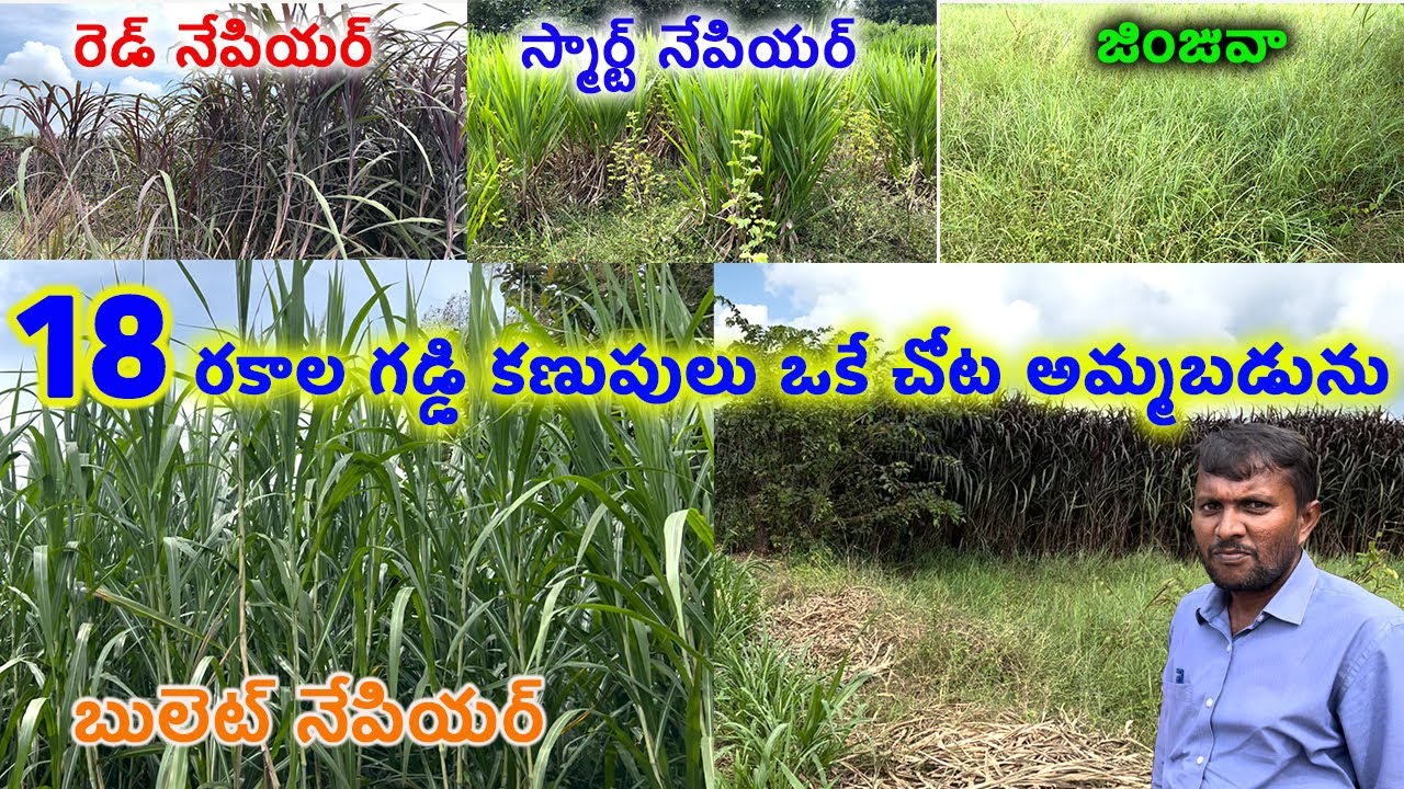 4G Bullet Nepair Grass | 18 Varieties of Grass Sticks Available || 8328137495