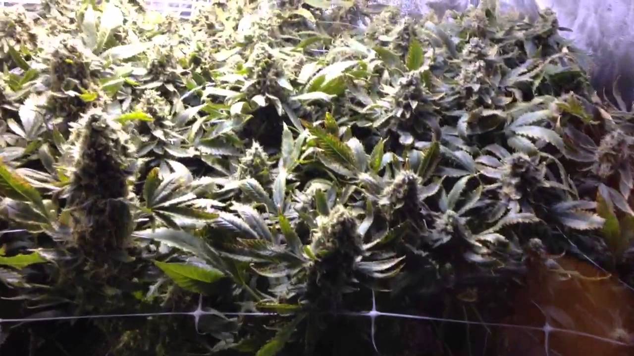 Week 7 GENESIS 600 HPS Best Bulb HUGE Harvest medical buds