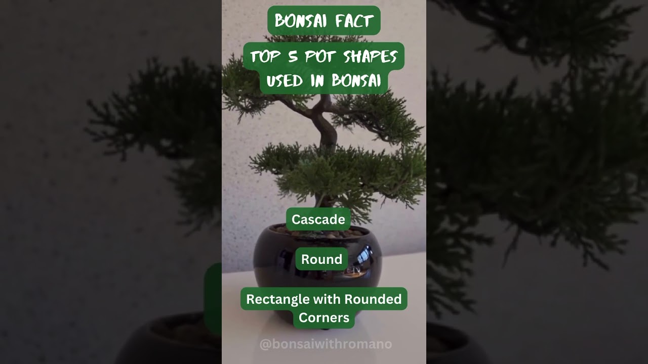 Top 5 pot shapes used in bonsai #bonsaipots