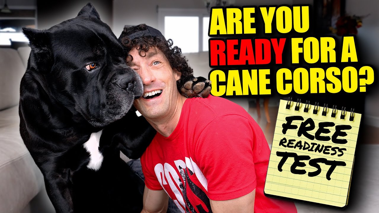 Are You Ready For a Cane Corso? FREE Readiness Test