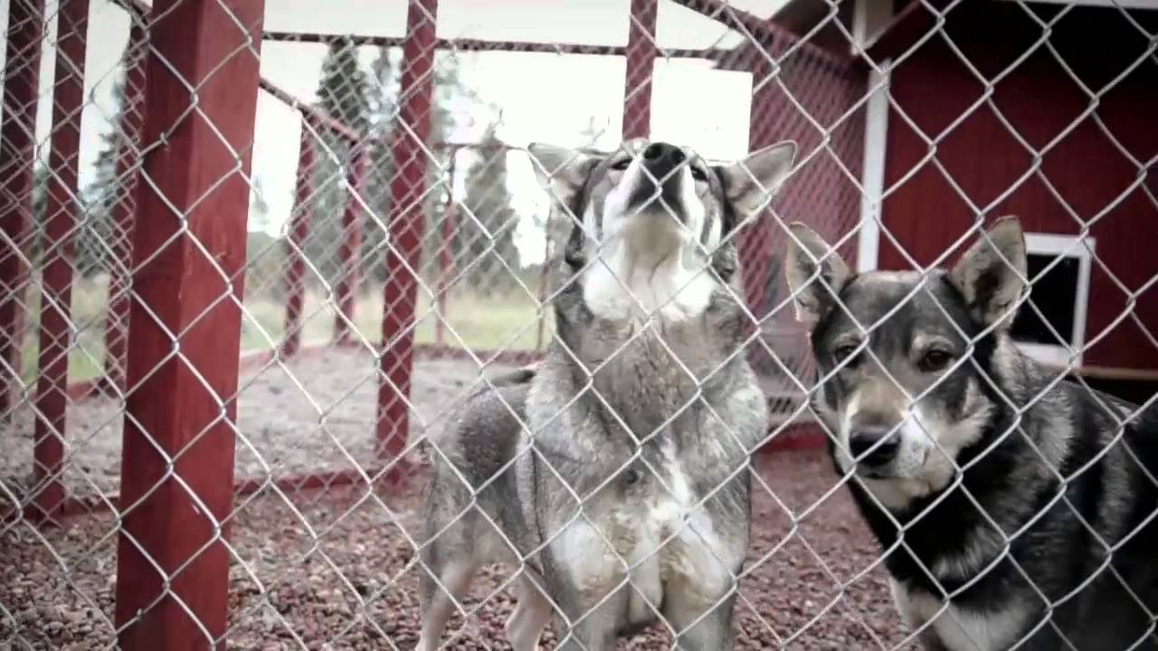 Magnus. Hundförare och jägare.