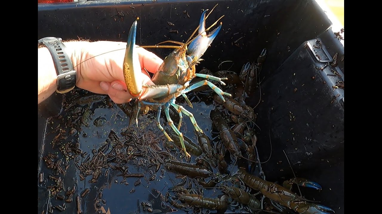 Catch and Cook Yabbies in Murray River flood waters
