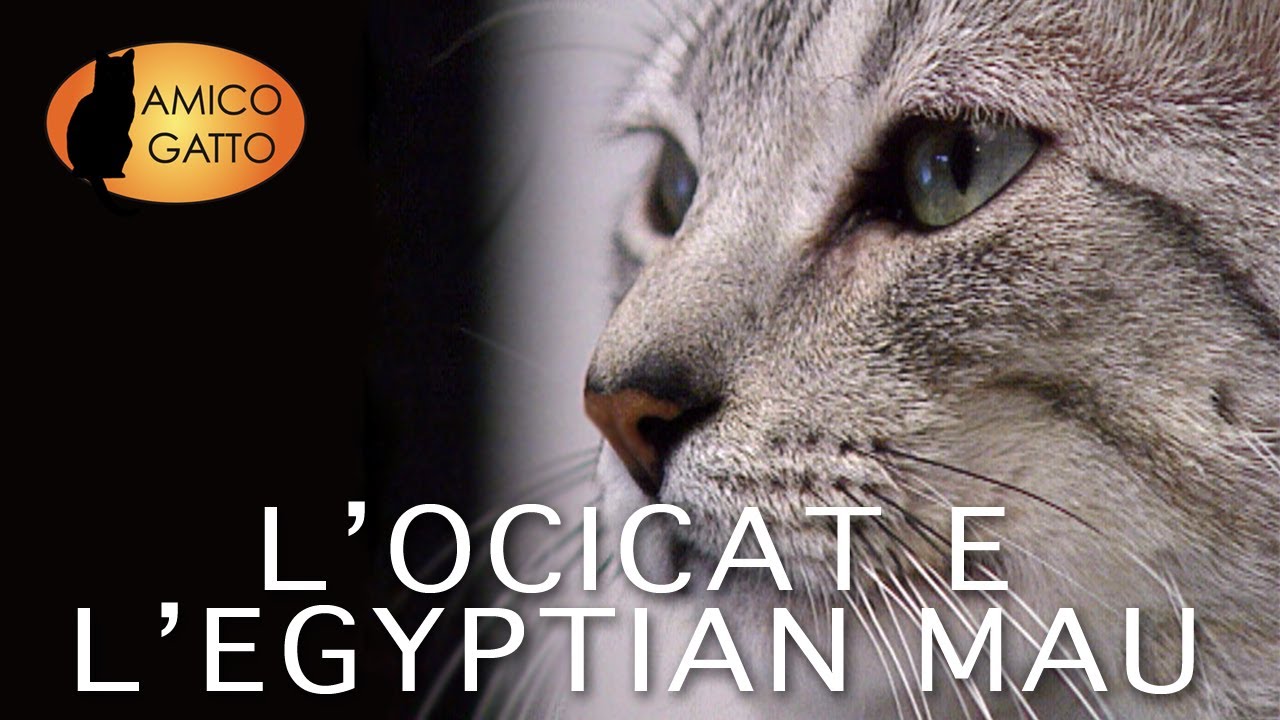 OCICAT e EGYPTIAN MAU trailer documentario (razza felina)