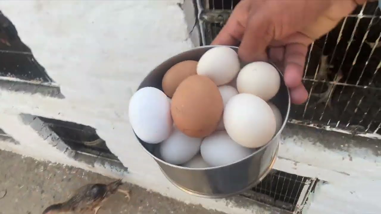 Sikandar Aur Murghay Ka Mazedar Scene 😄 | Salo Pet House
