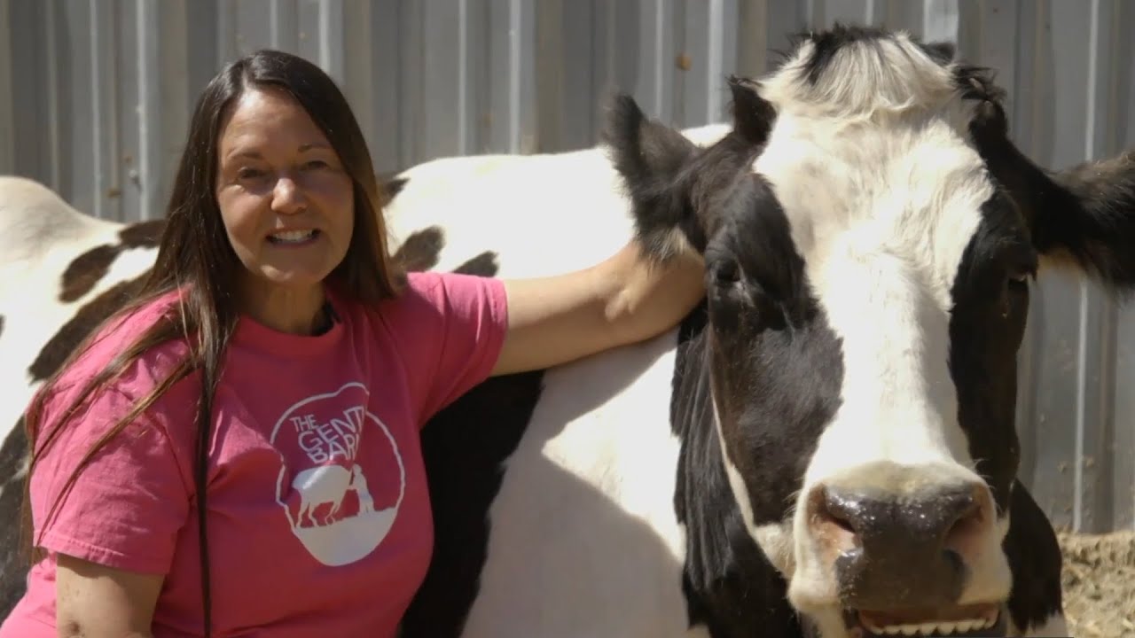 Moo-d lifting therapy with cow hugs