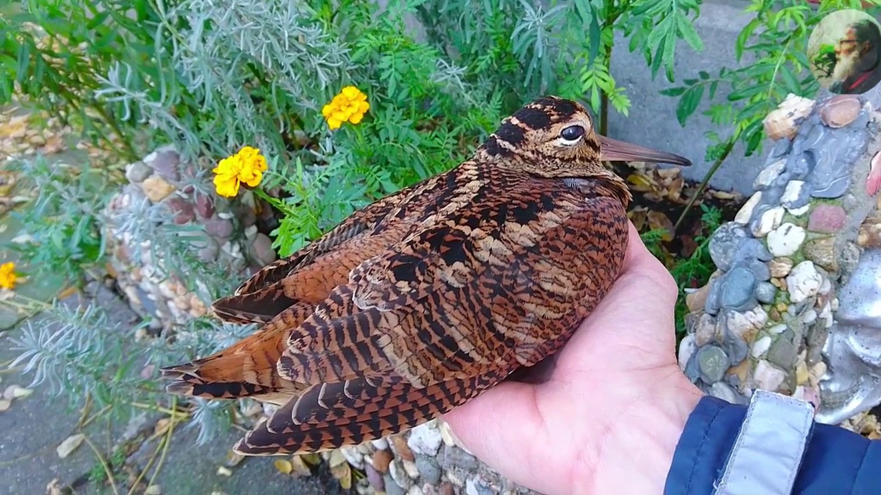 Eurasian woodcock, window collision
