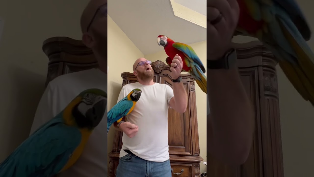 Blue & Gold Macaw meets Jubilee Hybrid Macaw, welcome to Kigi Birds Flock Blue!