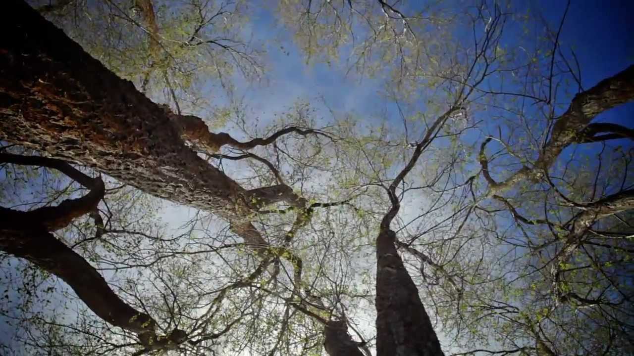 Pete Nelson: Treehouse platform building