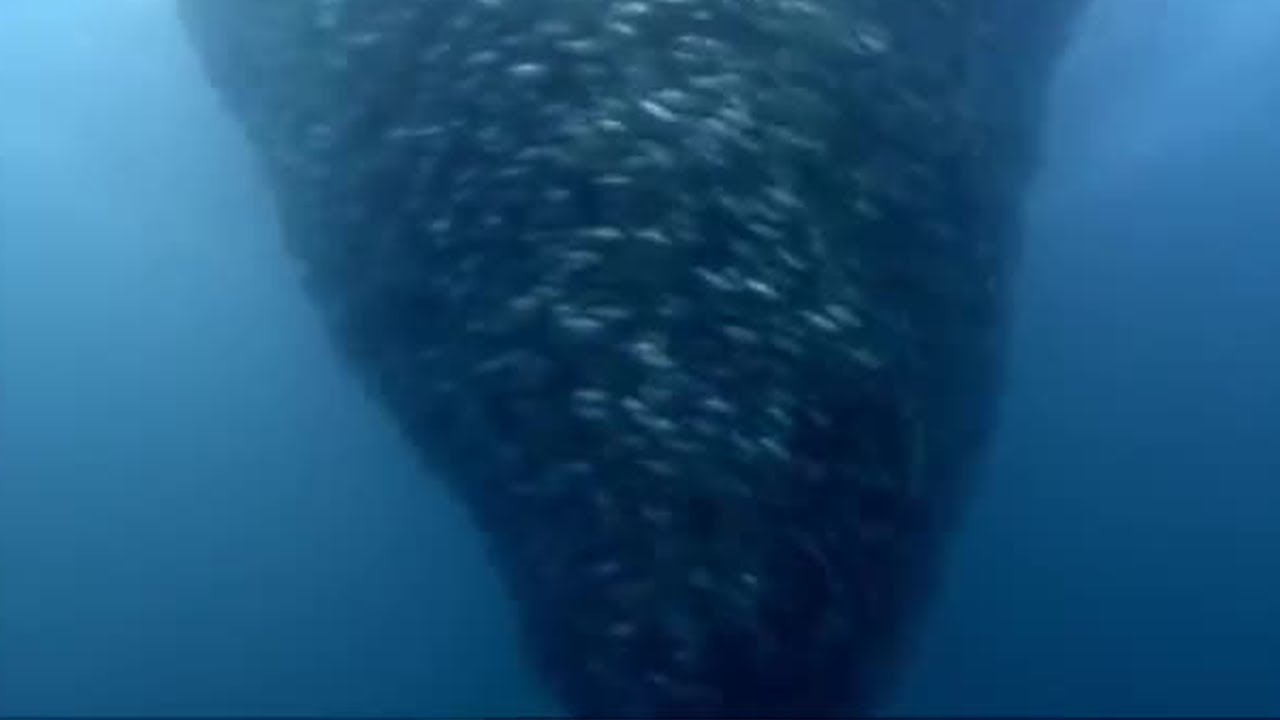 Fish Bait Ball in Open Water | Blue Planet | BBC Earth