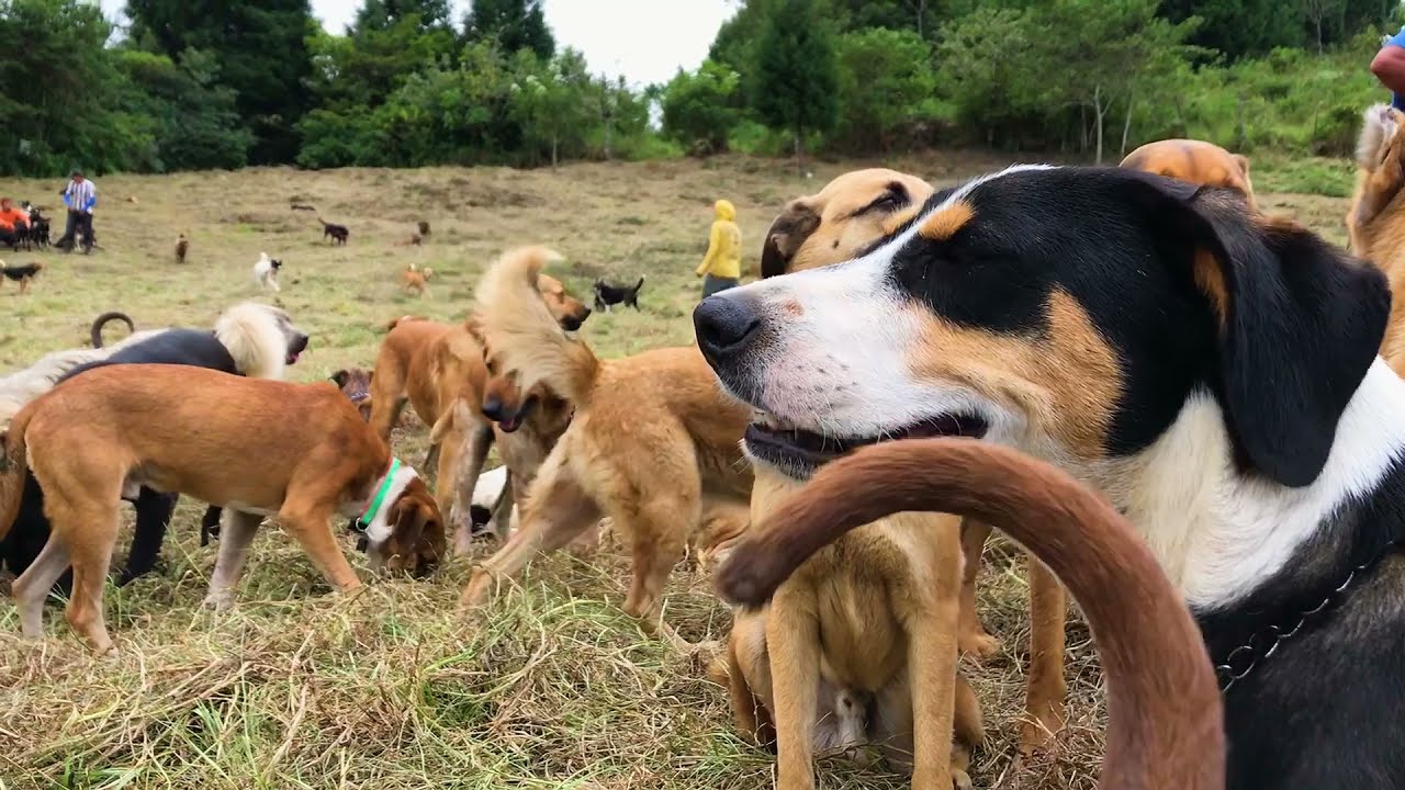 Land of the Strays