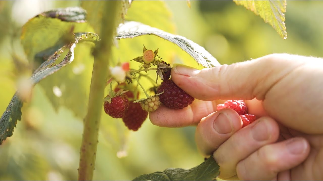 Beerenstark im biologischen Obstbau mit BIO AUSTRIA