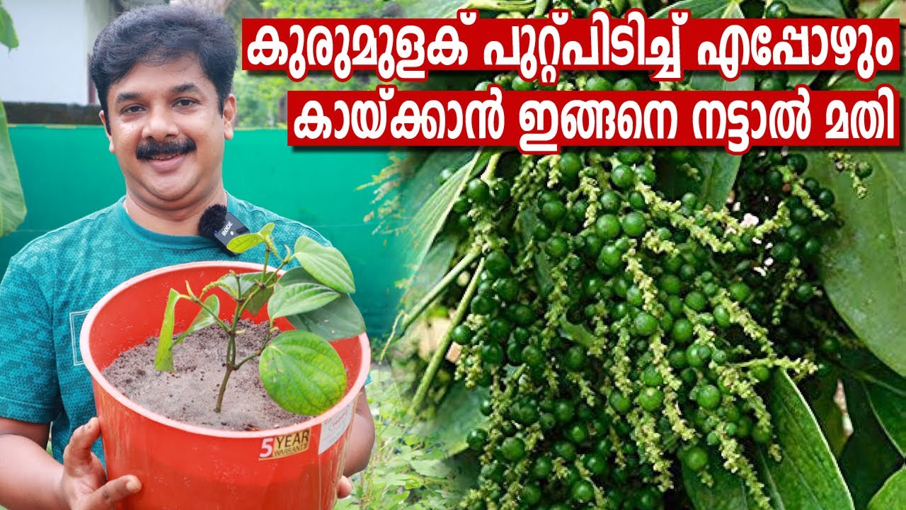 ദിവസവും കുരുമുളക് പറിക്കാൻ  ഇങ്ങനെ ചെയ്താൽ മതി | Bush Pepper repotting correct method