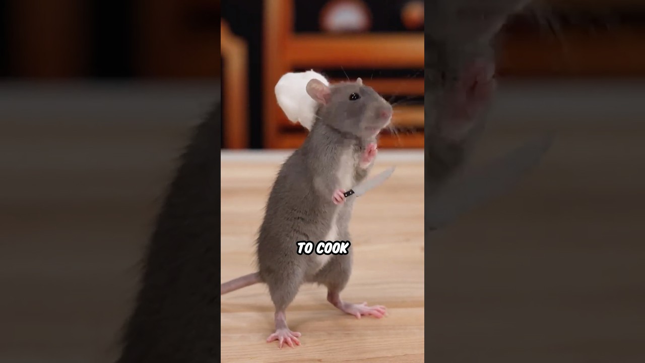 Рататуй в реальной жизни
