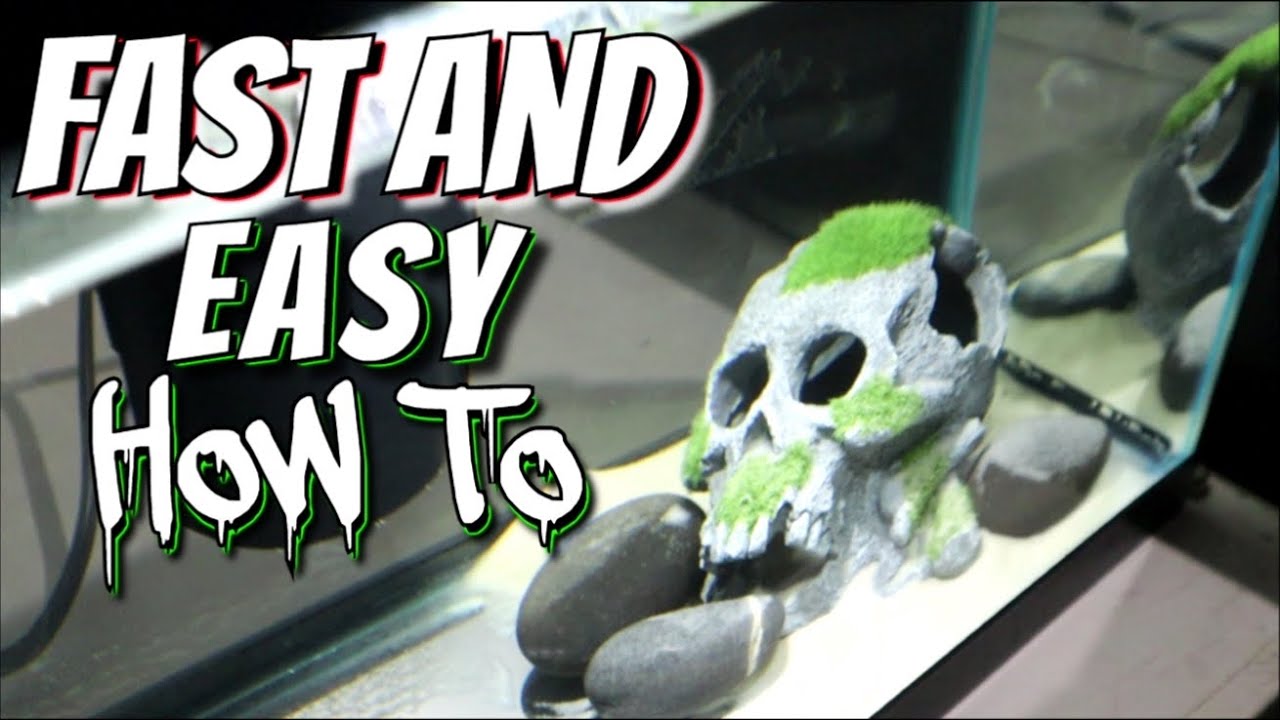 How To Easily Set Up An Aquarium FAST *DIY For Freshwater Fish* - A1A Adventures