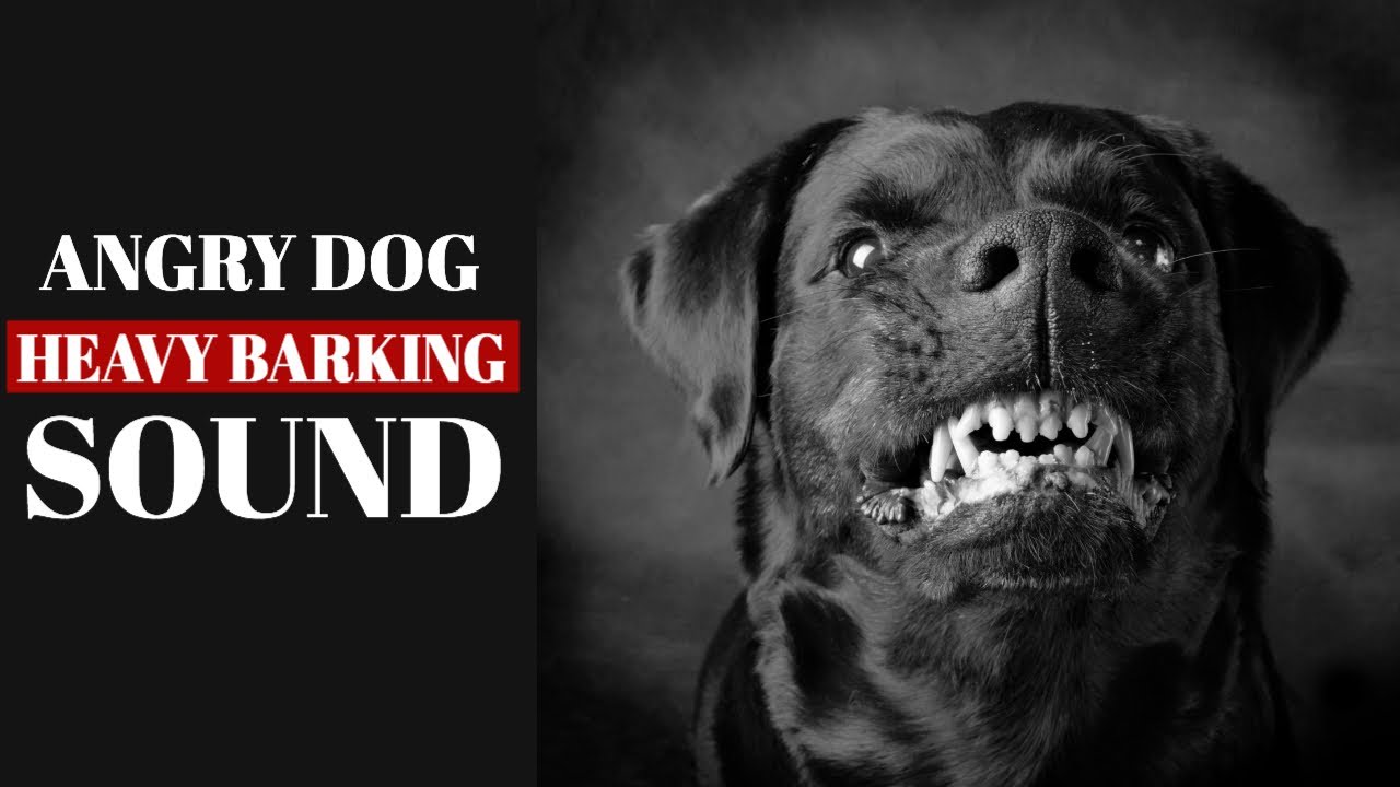 ANGRY DOG BARKING LOUDLY
