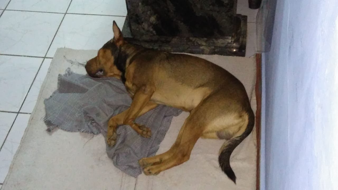 🙏 NÃO DESISTA DO SEU AMIGO! Cão curado da CINOMOSE 🙏