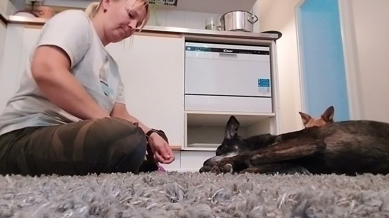Harjoitukset eläinlääkärikäyntiä varten (sydänultra)