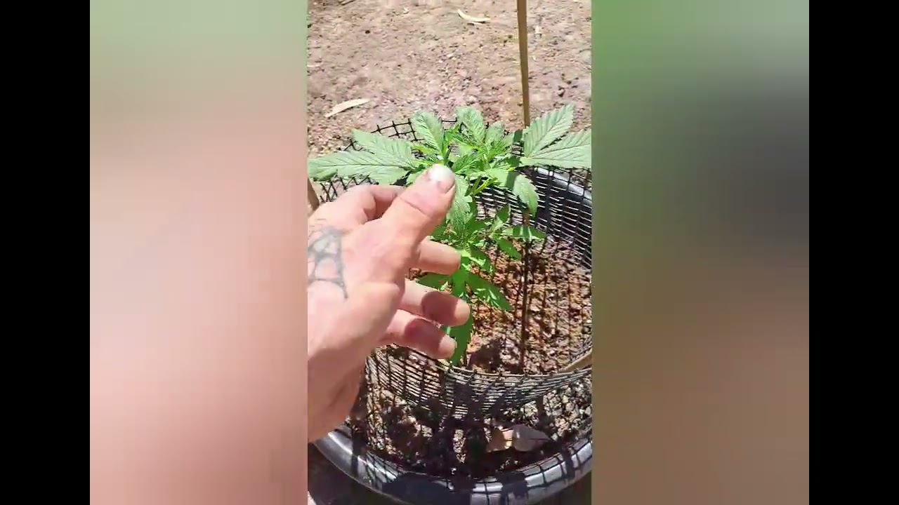 Aussie Guerilla grow (Drop Bear Grow)
