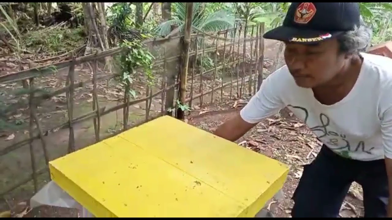 Pohon Singkong Karet/Tahun Vegetasi Unggul untuk Lebah Klanceng