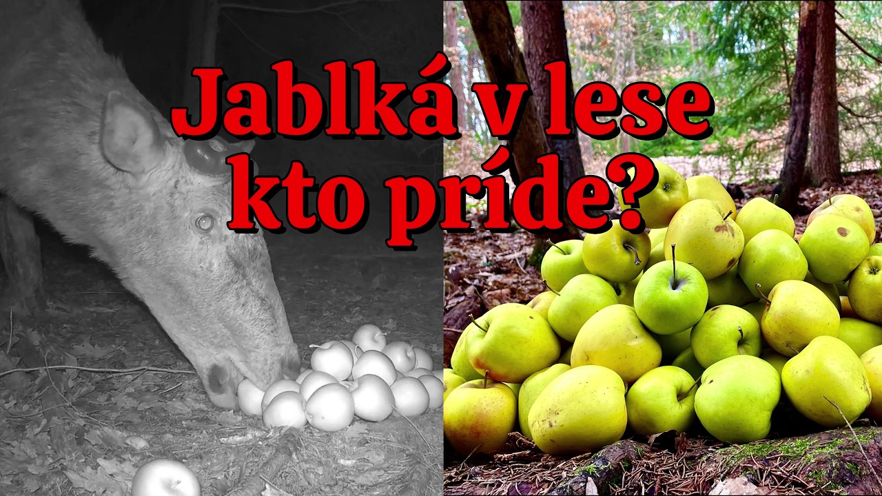 Dal som do lesa kopu jabĺk. Kto ich zjedol?