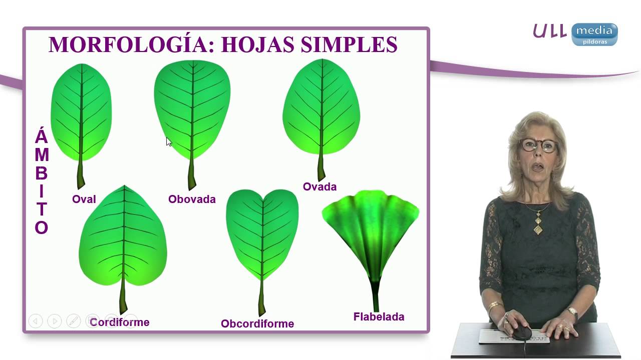 Morfología de espermatófitos. Las hojas