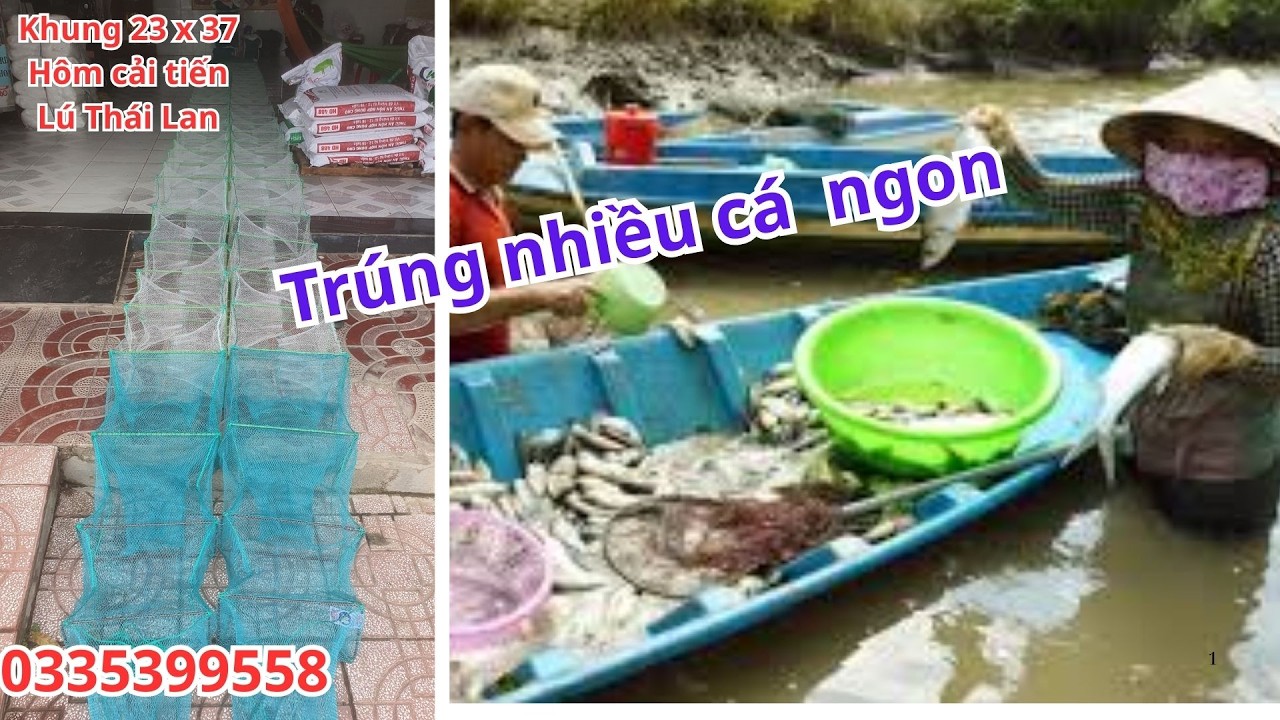Dòng Hôm cải tiến lú thái lan đã đặt là dính toàn hàng ngon