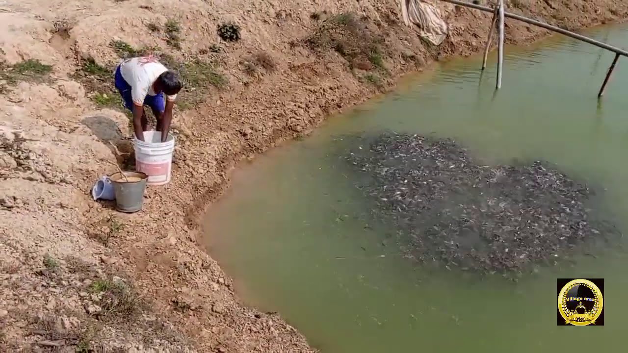 मछली पालन में हल्दी की एक अहम भूमिका ।Take many benefits by using turmeric in fish farming