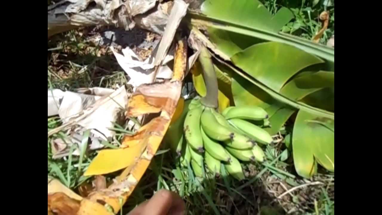 My Dwarf Bananas: 1 done, 1 fruiting and many more growing!