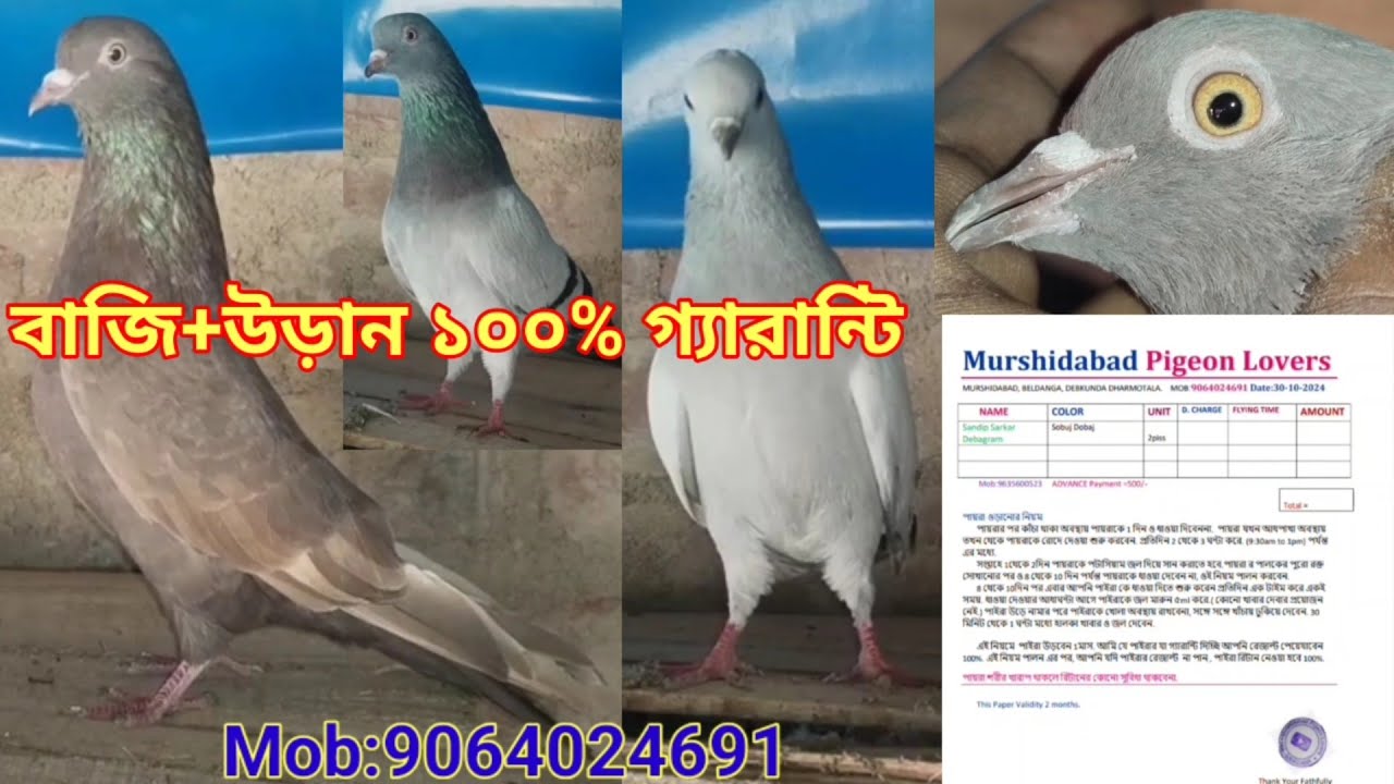 #Highflying#MSDgiribaz#Kalshira#Madrasi#Pigeons# Best Quality old Blood Line Kabutor sell 9064024691